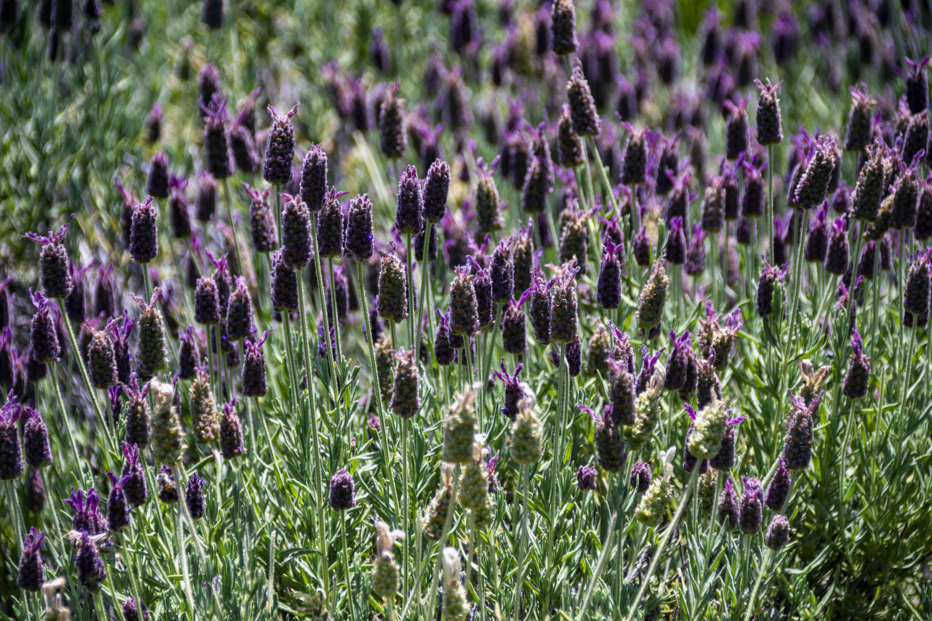 Lavender Farm & Gift Shop in Martinsville, VA