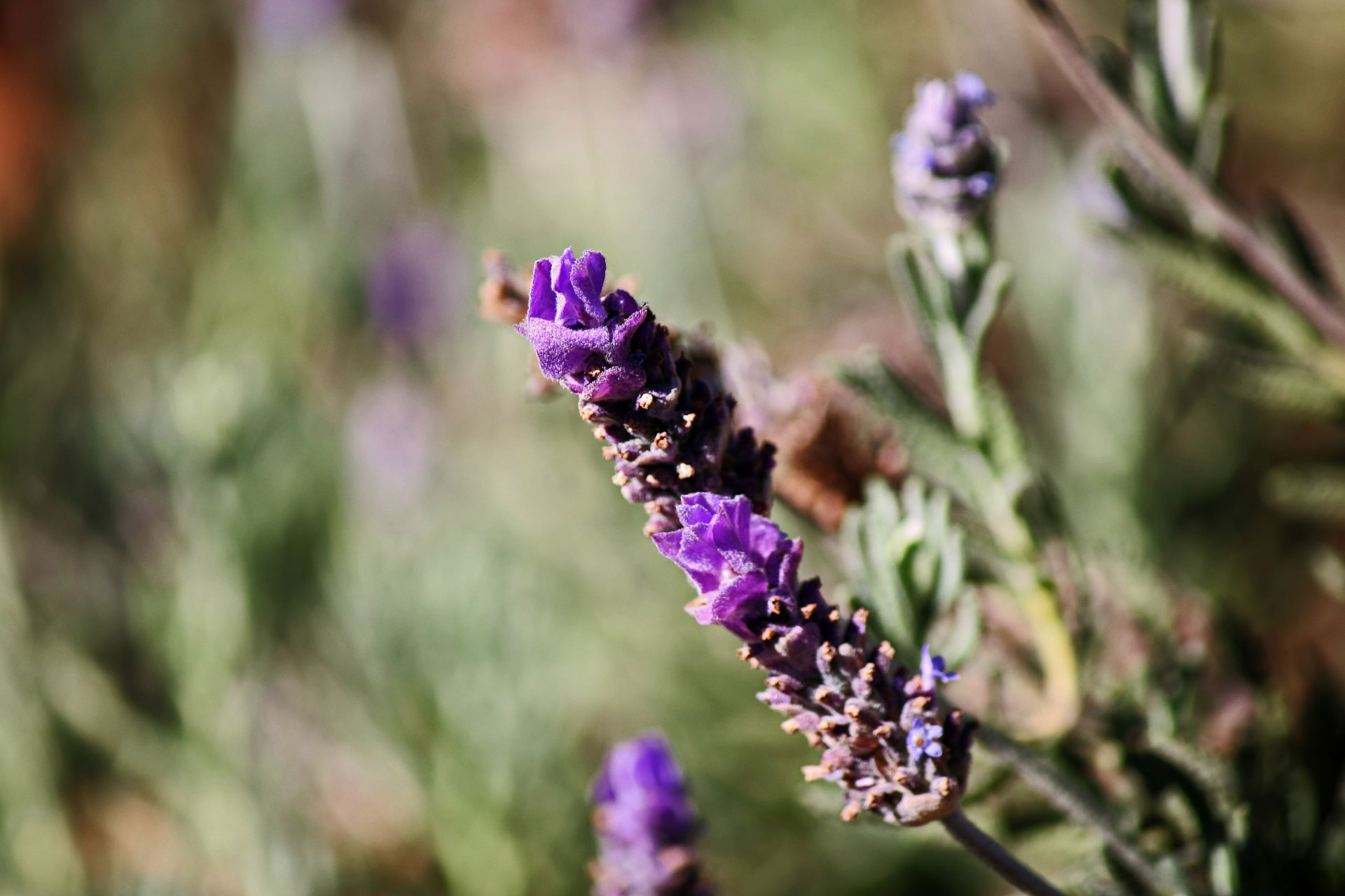 Lavender Farm & Gift Shop in Martinsville, VA